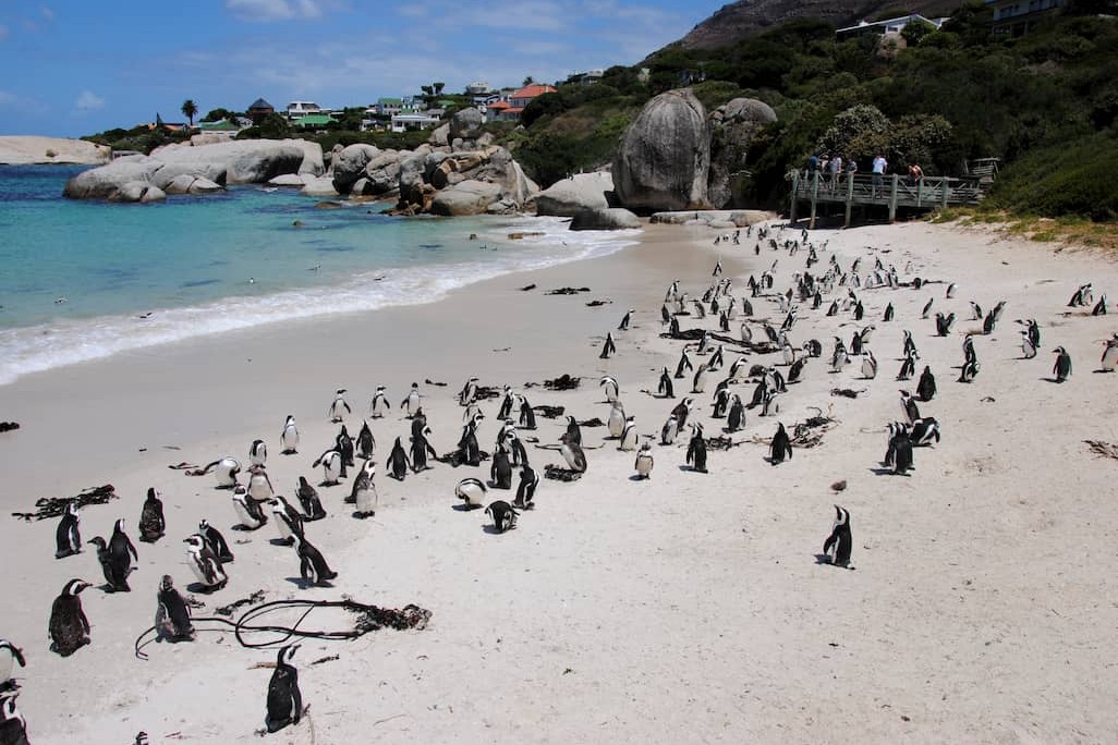 Boulders Beach