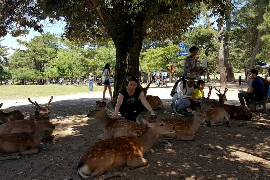 Parco di Nara