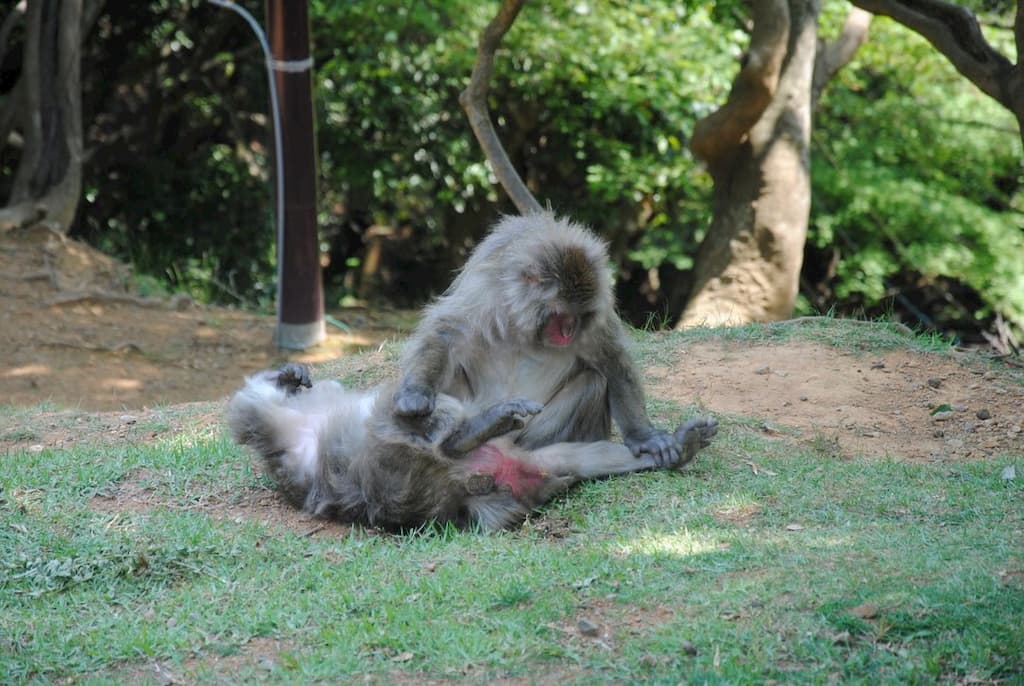 Macachi giapponesi