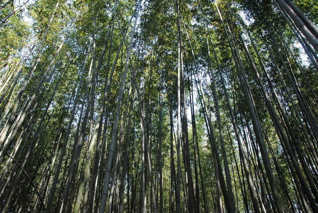 Foresta di bambù di Arashiyama