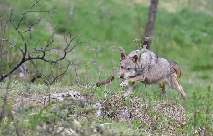 Lupo appenninico dell'area faunistica di Civitella Alfedena