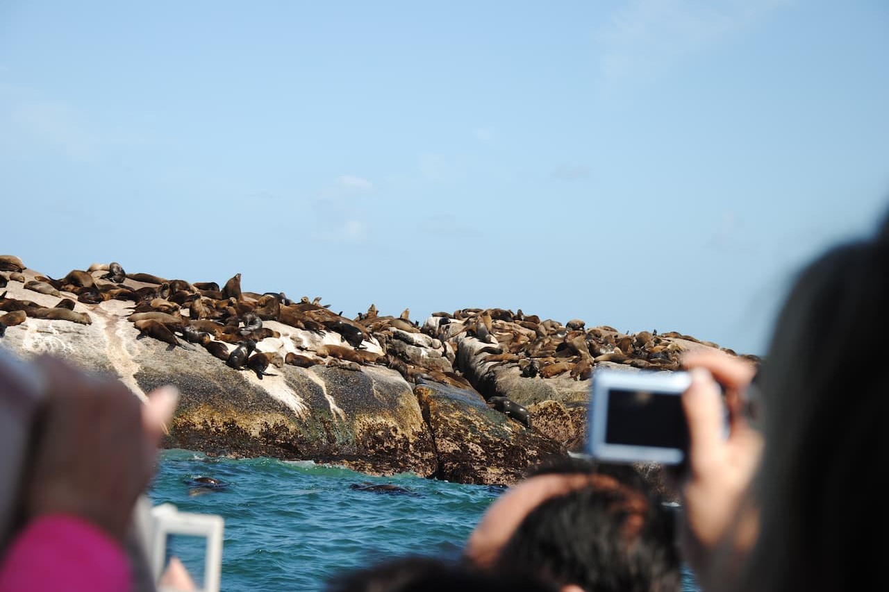 Turisti a Seal Island Cape Town