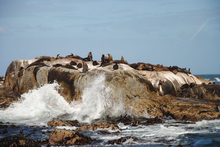 Seal Island a Cape Town