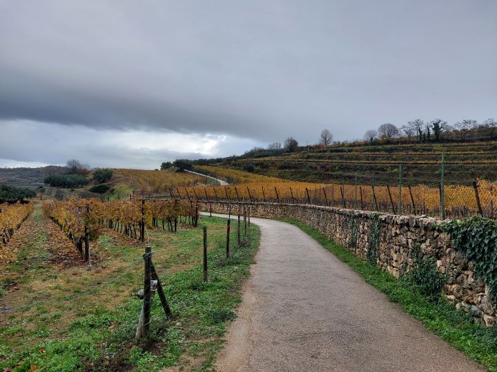 vigne intorno al castello scaligero
