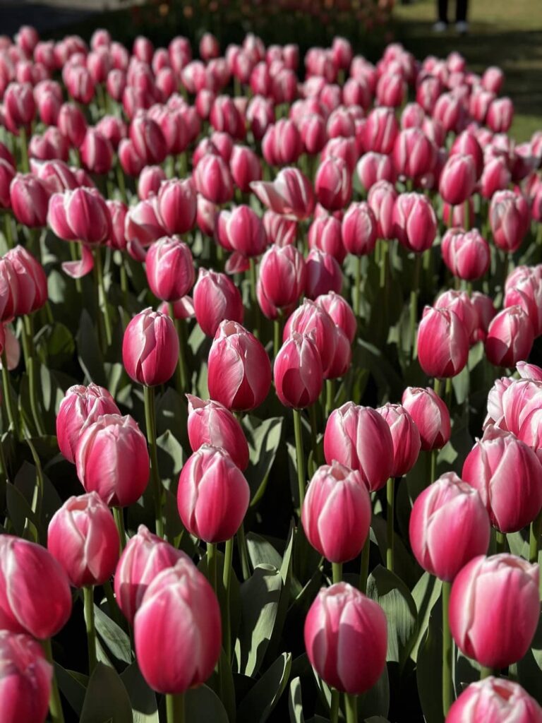 tappeto tulipani