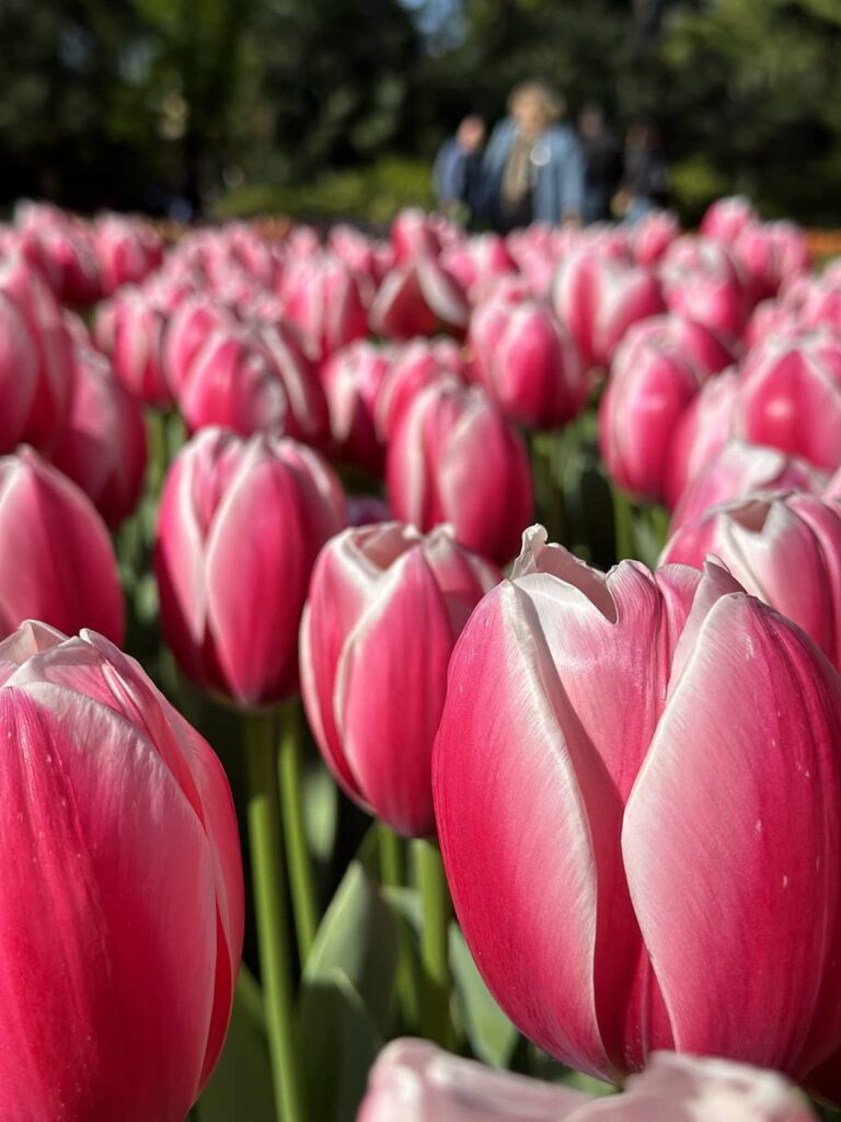tulipani parco sigurta