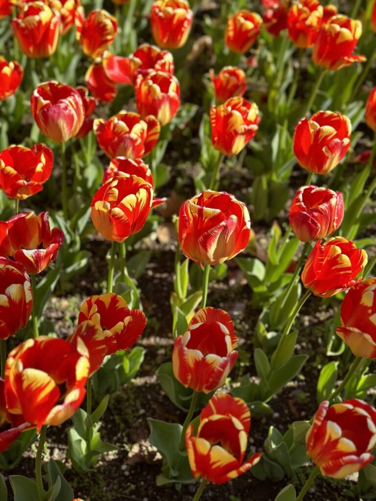 tulipani rossi
