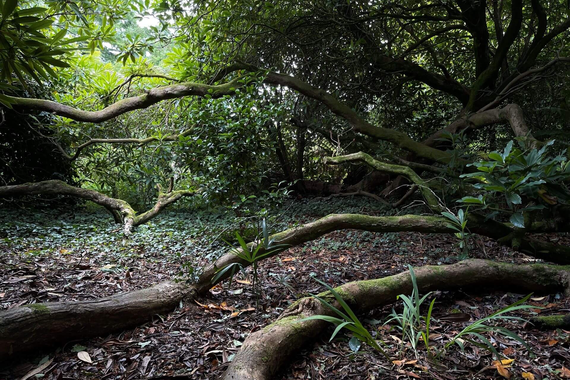 lost gardens of heligan cornovaglia