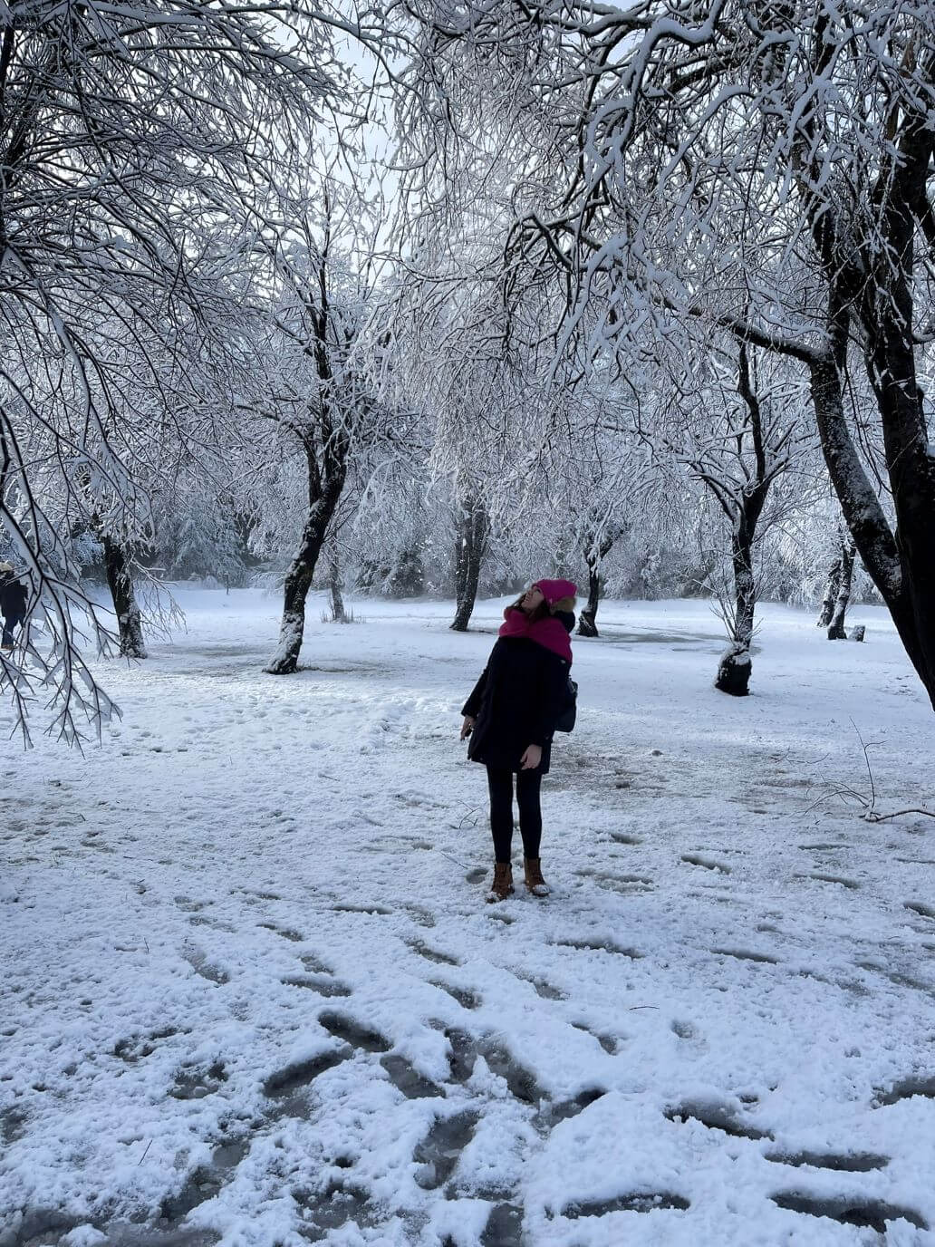 bosco innevato intorno al lago superiore