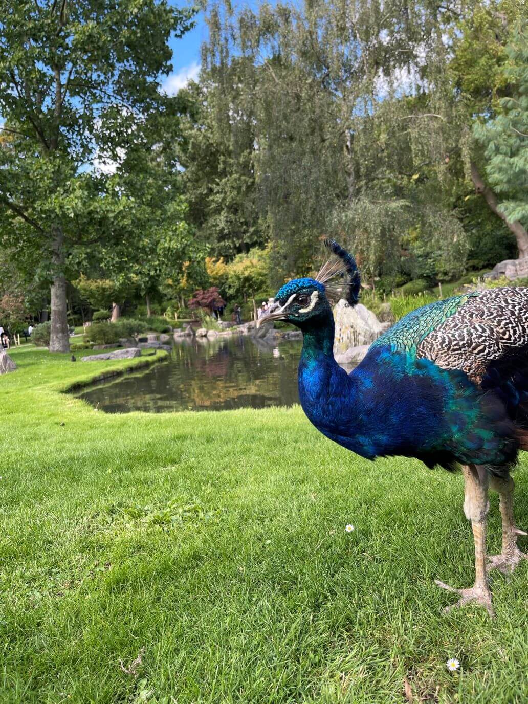 un pavone a holland park