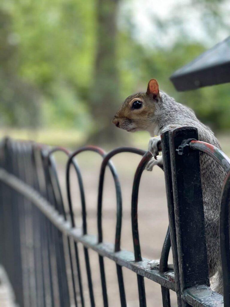 uno scoiattolo di st james park