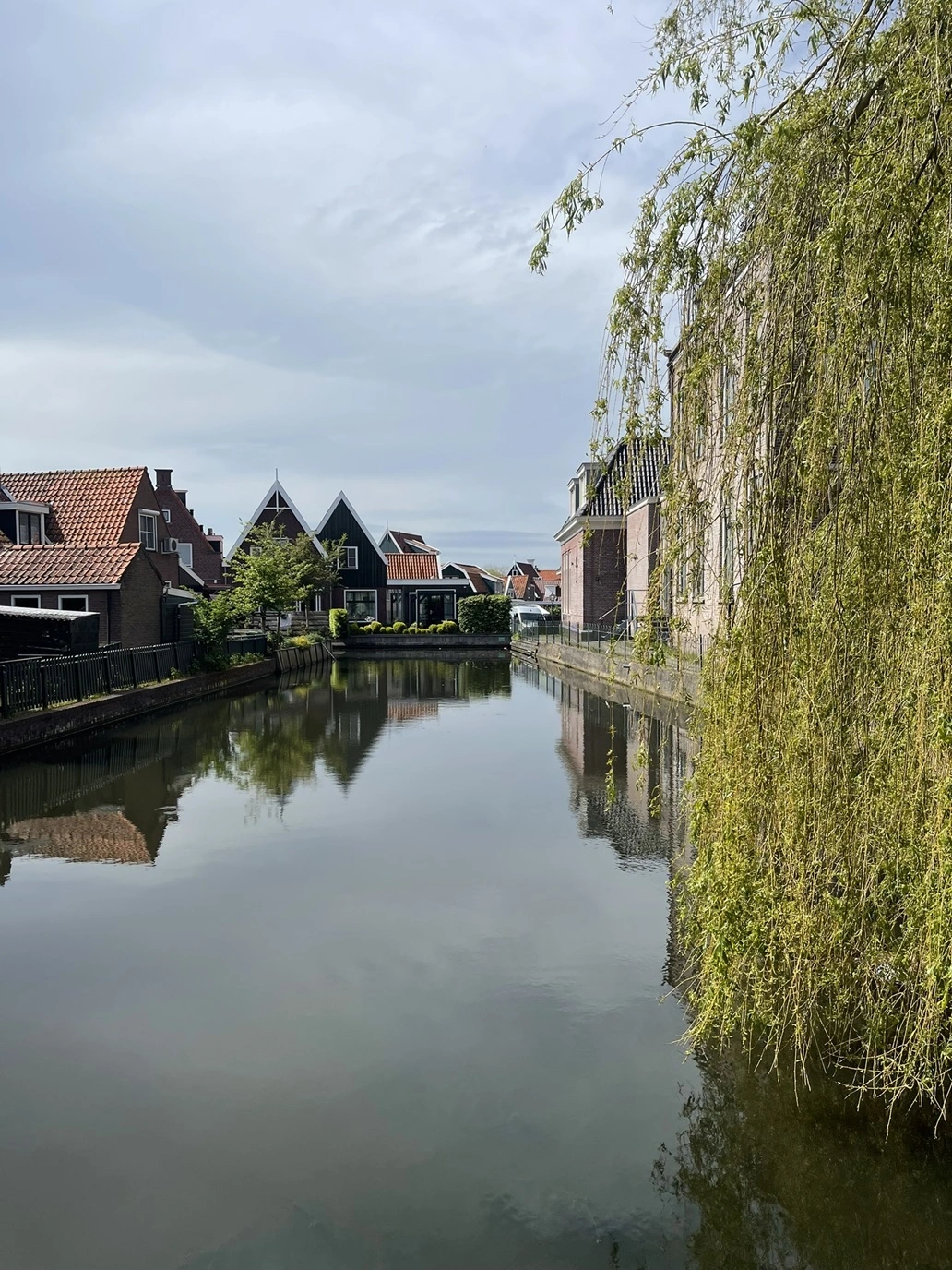 canale di volendam con un salice piangente in primo piano
