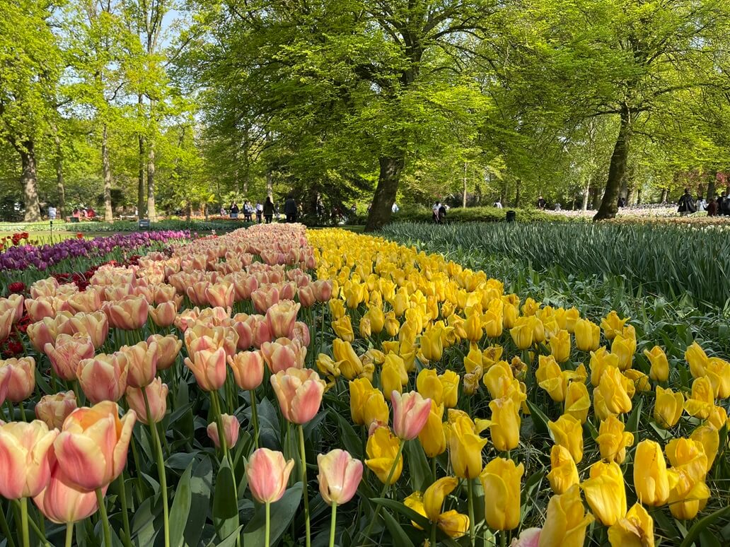 fioritura dei tulipani a keukenhof