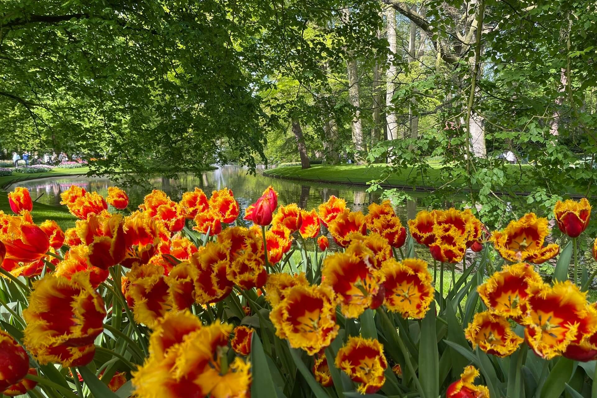 parco keukenhof vicino ad amsterdam