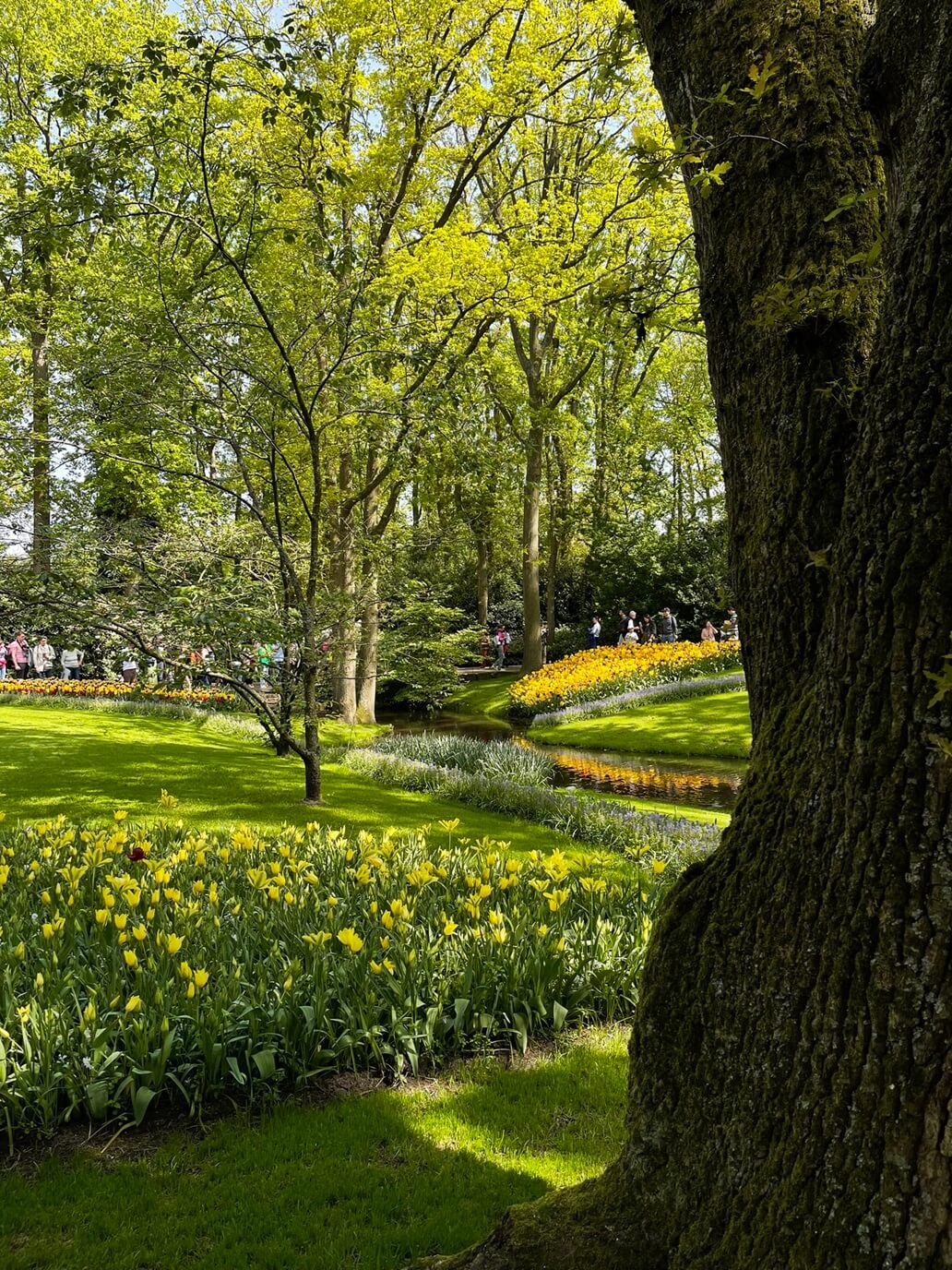 una parte dei giardini keukenhof