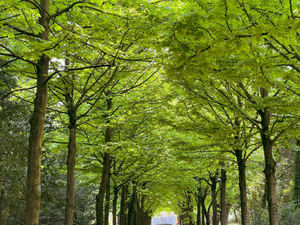 parco maria callas viale alberato